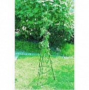 GTCN-24-08 Green Apple ����� ��� �������  1,8� (24)